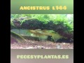 Ancistrus L144 Gold Albino