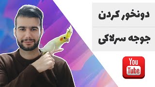 دونخور کردن جوجه عروس هلندی : بهترین روش برای جوجه های سرلاکی