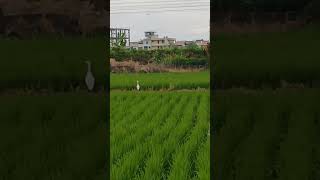 田裡白鷺鷥Egret in the field#shorts