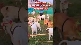 Minitur punganur cows for sale 7993104742 my WhatsApp number