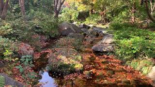 立川昭和記念公園の紅葉見頃は11月中旬です