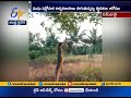 being inhuman two mmongooses hanged to death in kerala s kumbadaje