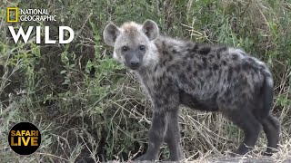 Safari Live - Day 331 | Nat Geo Wild