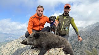 Tirs de 9 sangliers en battue💥chasse en Corse à Bastelica