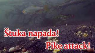 Štuka napada - pike attack