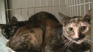 多頭崩壊からの救出。生き残った猫たちは無事に保護猫になり、譲渡に向けて動いていきます。どうしても皆さんにお伝えしたい事があり急遽この動画を作りました。#64