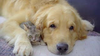 My Golden Retriever is So Worried About His Sick Rescue Kitten!