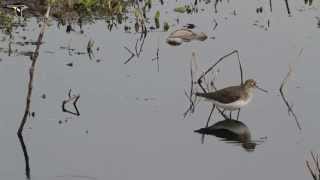 Solitary Sandpiper