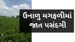 ઉનાળુ મગફળીમાં જાતની પસંદગી | Magfadi | Groundnut | Agriscience