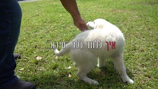 איך ללמד כלב סיבוב - It's all about Dogs