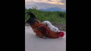 only animal can love ❤️ like this #funny #viral #shorts