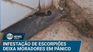 Infestação de escorpiões preocupa moradores da zona norte de SP | #SBTNews Manhã (29/01/25)