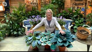 Barbara King 3-Piece Cool Blue Hosta Mixed Live Plants on QVC