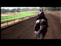 The Black Stallion