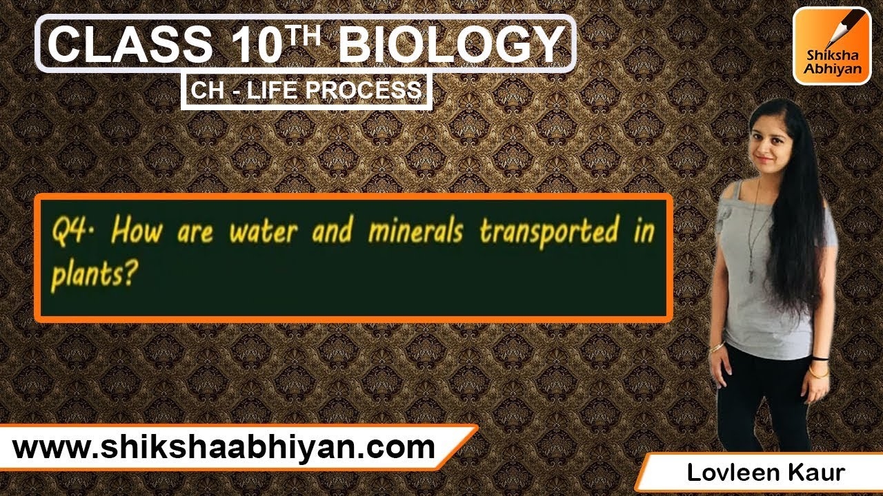 Q4 How Are Water And Minerals Transported In Plants? | Life Process ...