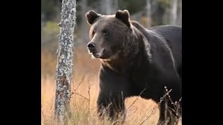 62 Minutes Of Terrifying Bear Attacks