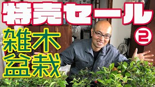 【早い者勝ち】雑木盆栽の特売セール・後半（19本・３セット）