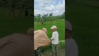 Jalan ke sawah buat panen pisang #sawah #sawahhijau #sawahindah #sawahpedesaan