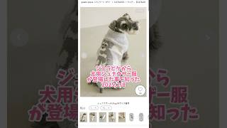 またしてもジェラピケのシュナウザー服を買えなかった飼い主 #犬のいる生活 #シュナ #dog #可愛い #ミニチュアシュナウザー #シュナウザー #ミニシュナ #ジェラピケ #わんこ #わんわん