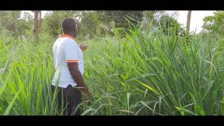 THE POTENTIAL OF GIANT PANICUM TO ANIMAL NUTRITION by Natwijuka Brian 0789491350