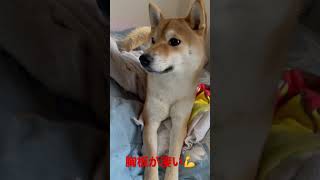 🐕柴犬🔶ポン太くん🐕胸板が凄い💪笑笑 #癒し #柴犬 #爆笑 #ペット #柴犬がいる生活 #柴犬大好き #可愛い#筋肉#大胸筋