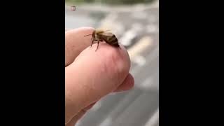 How Bee Survive After Stinging |😀🙂| #shorts#shorts #bees #sting #short