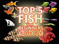 Top 5 Fish for Beginners Under 20 Gal Aquarium | Tagalog