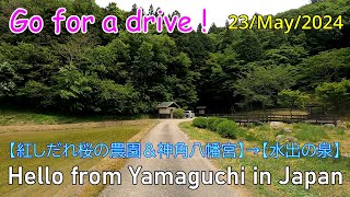 ドライブ【紅しだれ桜の農園＆神角八幡宮(山口市阿東徳佐下)→水出の泉(山口市阿東嘉年上)】　2024年05月23日