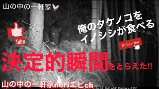 [山の中の一軒家]俺のタケノコをイノシシが食べる決定的瞬間をとらえた‼︎cam park T100