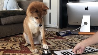 押す？また押す？押せばいいん？    柴犬ゆき Shiba inu, Yuki