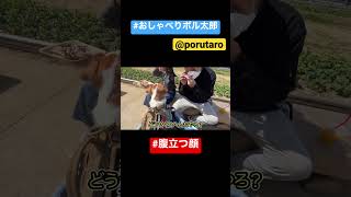 【しゃべる犬】腹立つ顔#shorts #いぬ #ジャックラッセルテリア