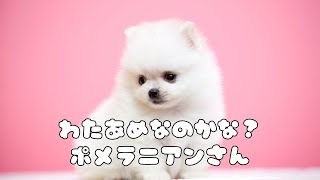 わたあめなのかな？ポメラニアンさん【おんがくどうが】