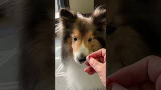 かわいいシェルティ　体を使って食事をアピールする老犬