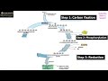 calvin cycle light independent reaction or c3 cycle of photosynthesis 5 minutes