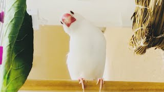 【文鳥】お外大好きのんびりハクちゃん【Java sparrow that loves outside】