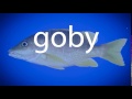 How to pronounce goby