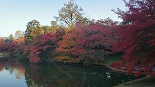 秋の京都仙洞御所