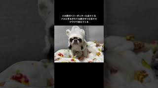 なんだっけねあの名前🧙　#チワワ #犬 #chihuahua #ハリーポッター #shorts