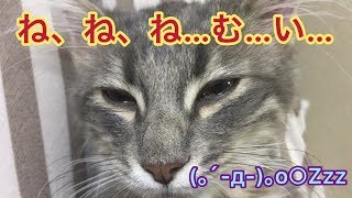 （=＾ェ＾=）眠気と戦う子猫（=＾ェ＾=） ≪ねこ Cat≫