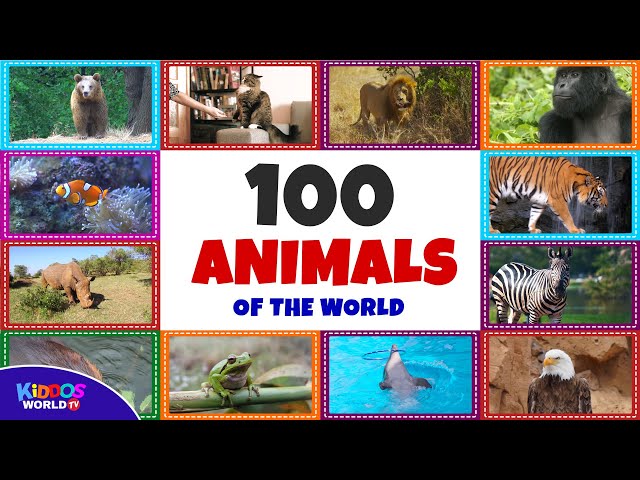 100 Animals Of The World Learning The Different Names And Sounds Of