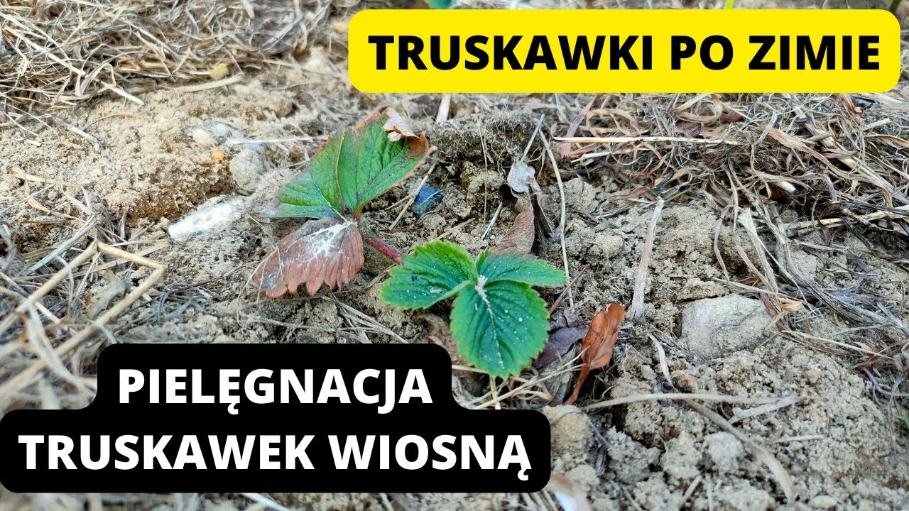 PIELĘGNACJA TRUSKAWEK NA WIOSNĘ. Uprawa Truskawek. Uprawa Poziomek ...