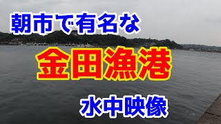 【金田漁港】朝市が有名な漁港の水中映像 Underwater of Kaneda Port