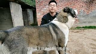 中亚牧羊犬有人出一万元买，狗主人却不想出售，原来这狗不一般