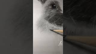 何故かバズらない動画🔥うさぎです🐇 #鉛筆画 #うさぎ #art #drawing #drawingart #pencilart #rabbit