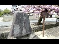 八重桜　白井宿　（2023 04 14）