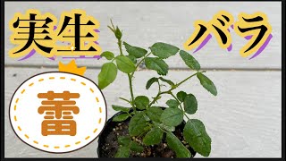 【実生のバラ】蕾をつける！の巻き！