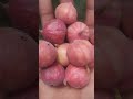 wild anjeer mountain anjeer nature mountain fruits konda anjeera pandlu youtube shorts devaraja