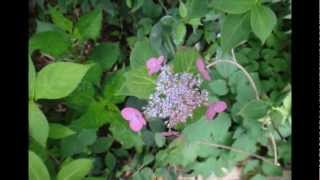 柴田邸の山紫陽花