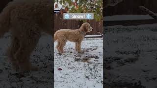 Doodles Love Snow!