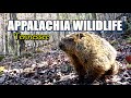 Appalachia Wildlife Video 24-13 of As The Ridge Turns in the Foothills of the Smoky Mountains